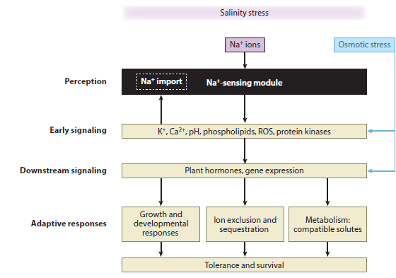 Four stages of plants response to salinity stress: perception, early signaling, downstream signaling and adaptive response.