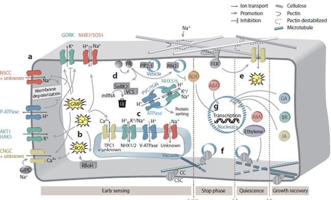 Cellular responses can be placed in different phases after salt application.