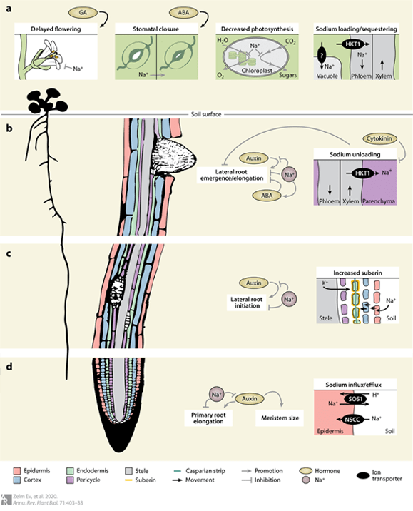 Relevance of tissue-specific ion transport, hormone signaling, and tissue growth for salt-induced phenotypic changes.