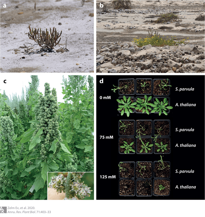 Success stories of salt-tolerant plants: a variety of plant species with relatively high salt tolerance.