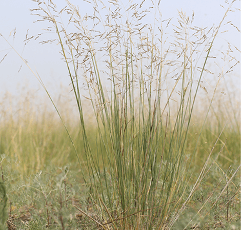 Puccinellia tenuiflora