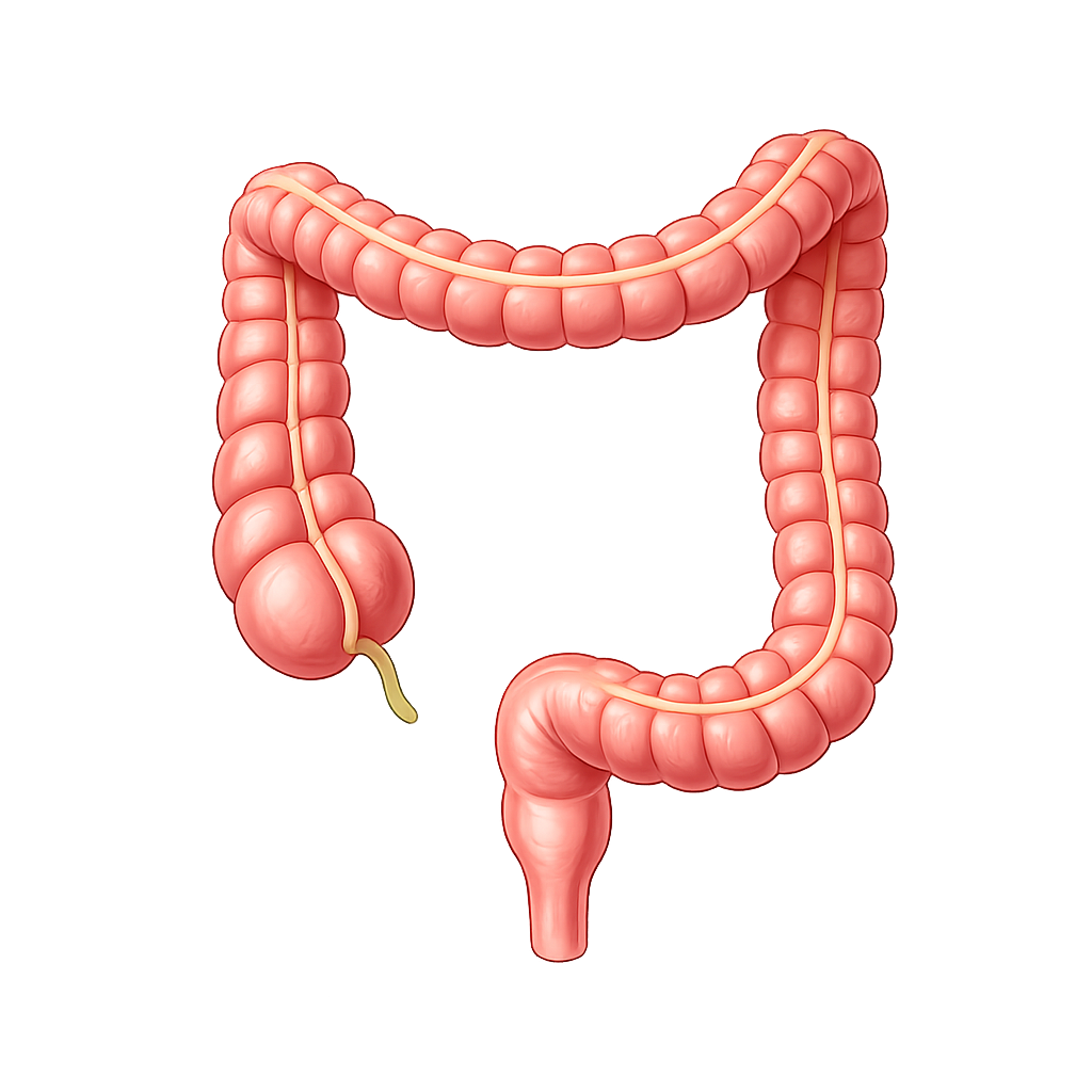 Colon