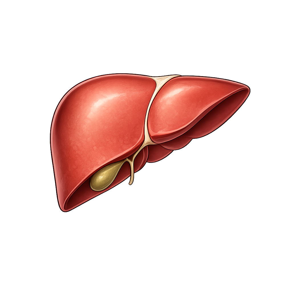 Liver