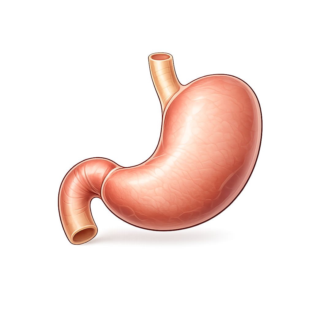Stomach
