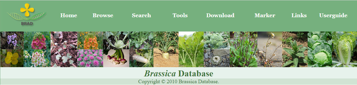 BRAD: Brassica Database