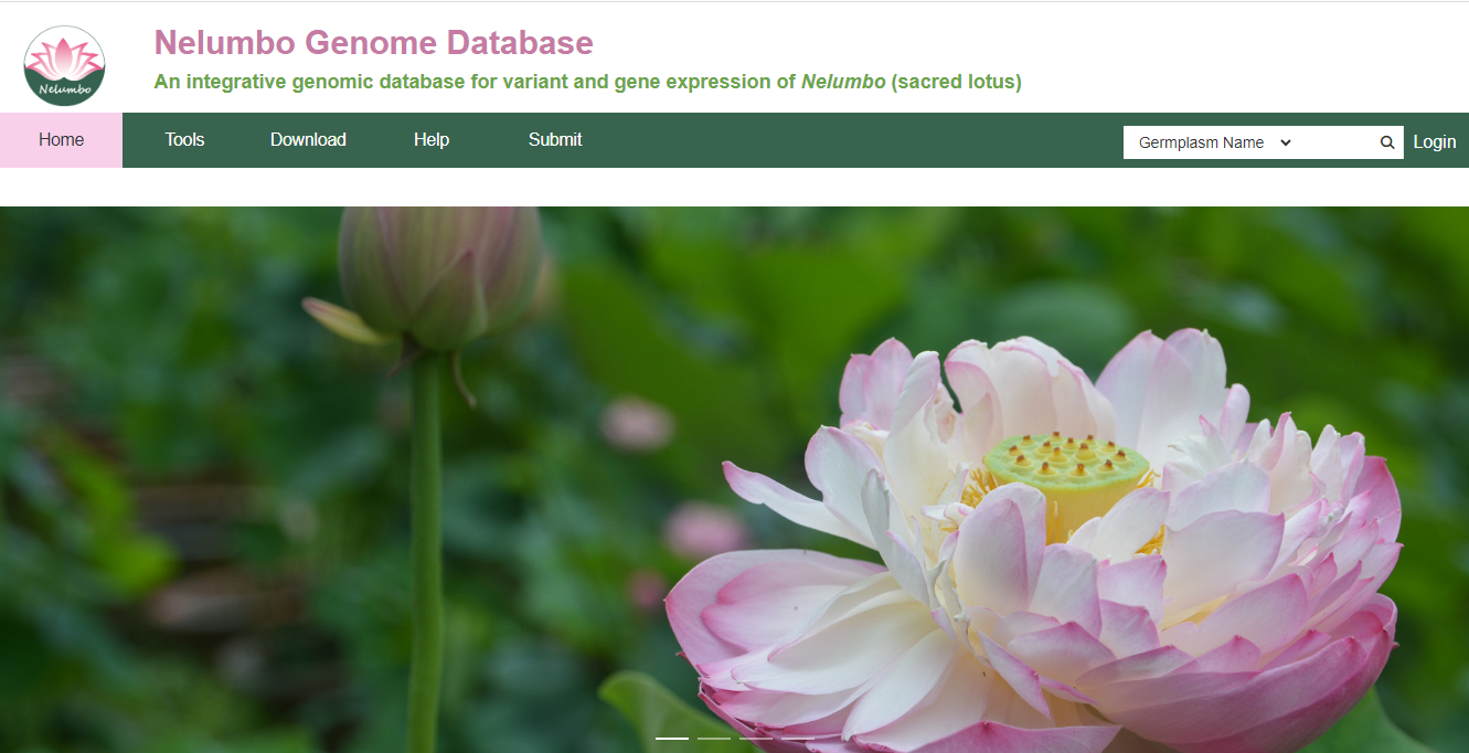 NGD: Nelumbo Genome Database