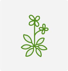 Arabidopsis Genome Database