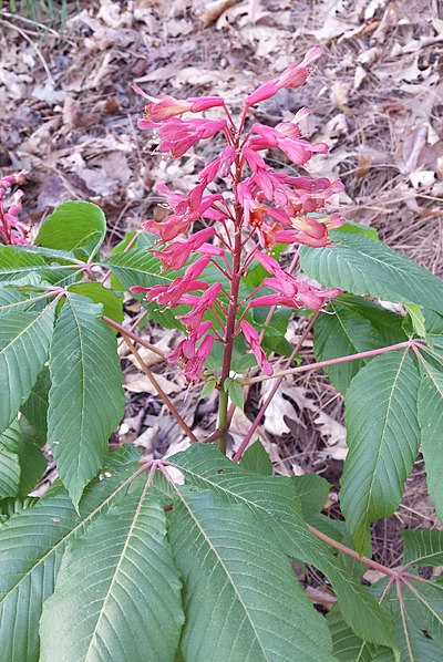 Aesculus pavia