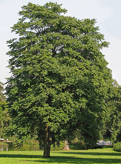 Ailanthus altissima