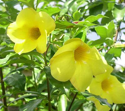 Allamanda cathartica