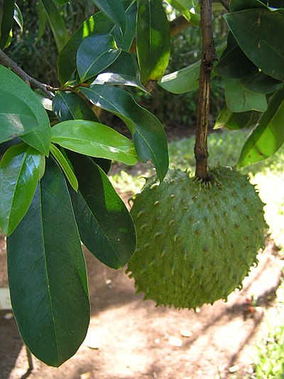 Annona muricata