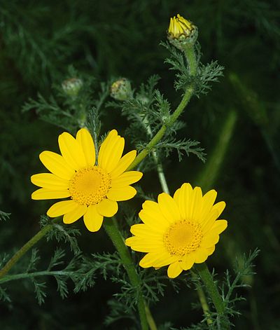 Anthemis tinctoria