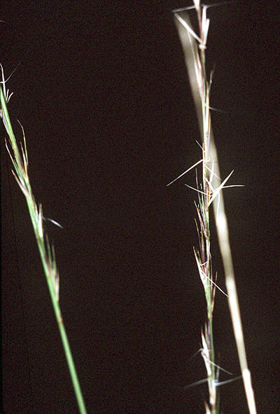 Aristida stricta