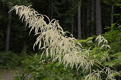 Aruncus dioicus