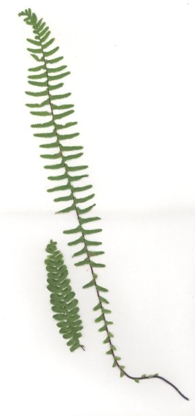 Asplenium platyneuron