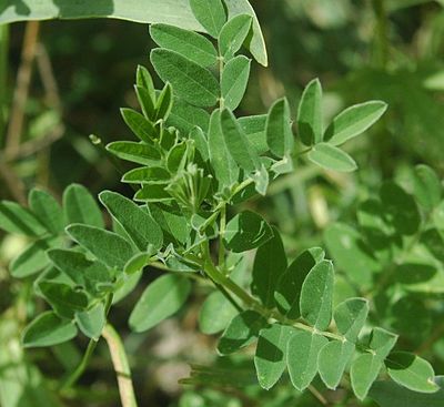 Astragalus propinquus