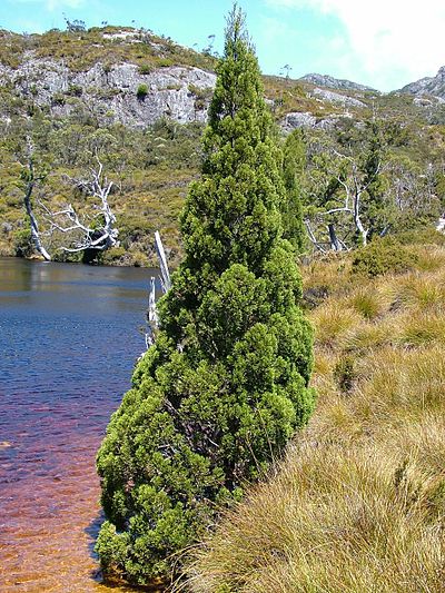 Athrotaxis cupressoides