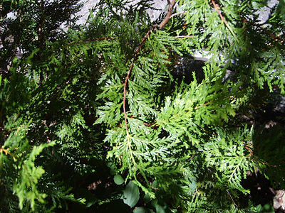 Austrocedrus chilensis