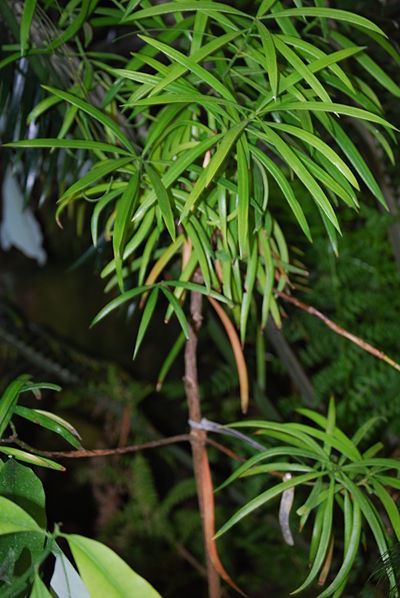 Austrotaxus spicata