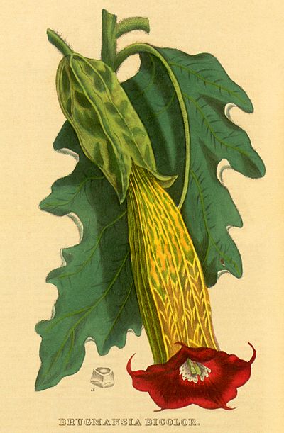 Brugmansia sanguinea