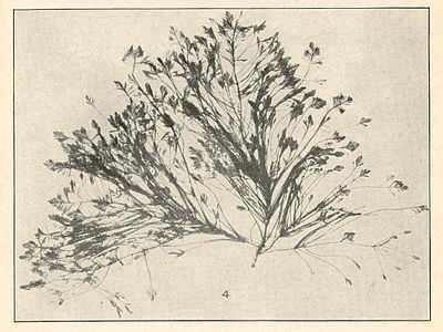 Bryopsis plumosa