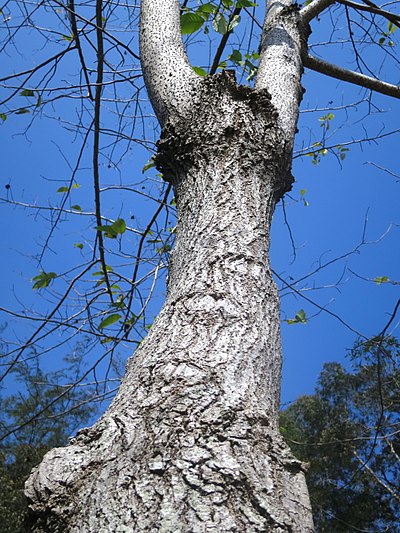 Camptotheca acuminata