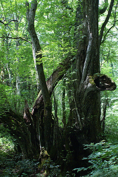 Cercidiphyllum japonicum