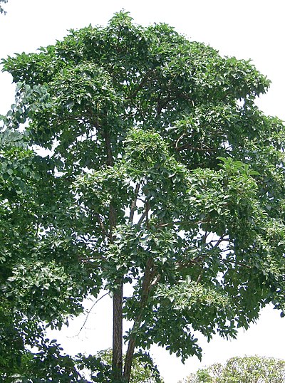 Chionanthus retusus