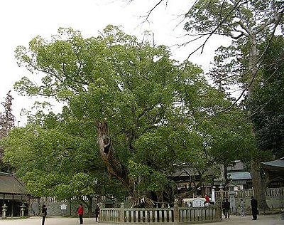 Cinnamomum camphora