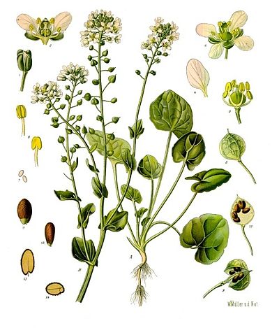 Cochlearia officinalis