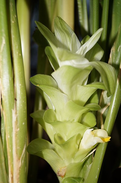 Curcuma longa