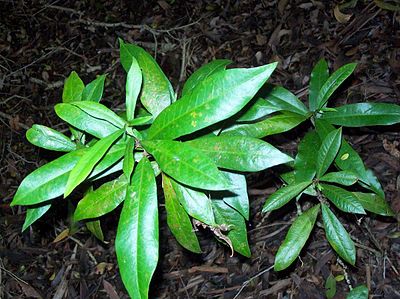 Eupomatia bennettii