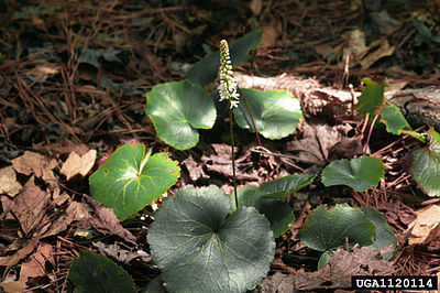 Galax urceolata