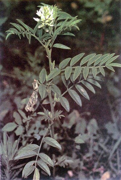 Glycyrrhiza lepidota