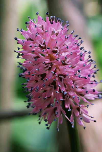 Helonias bullata