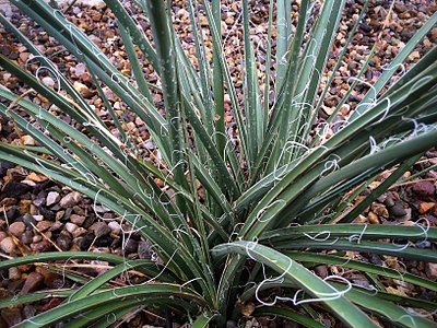 Hesperaloe parviflora