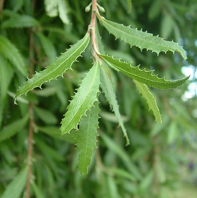 Hoheria angustifolia