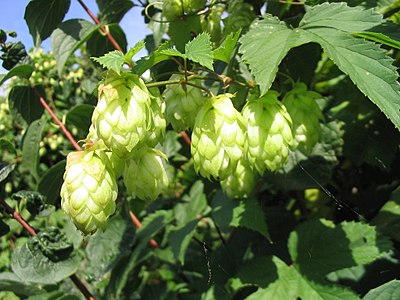 Humulus lupulus