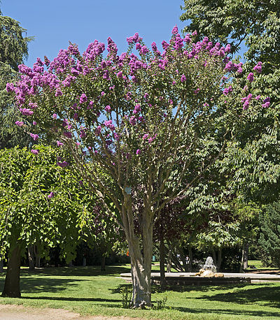 Lagerstroemia indica