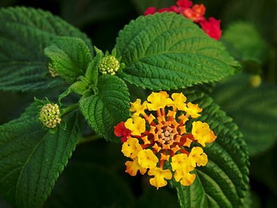 Lantana camara