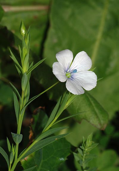 Linum bienne