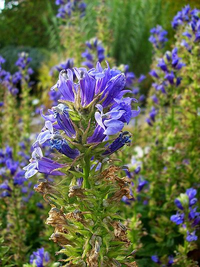 Lobelia siphilitica