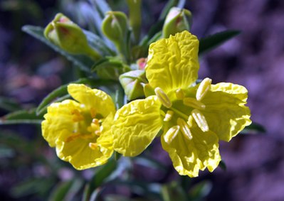 Oenothera serrulata