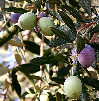 Olea europaea