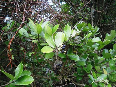 Pennantia corymbosa