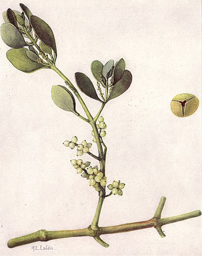 Phoradendron serotinum
