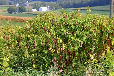 Phytolacca americana