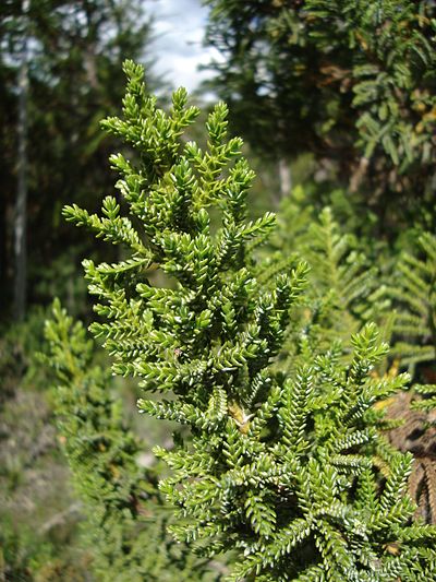 Pilgerodendron uviferum