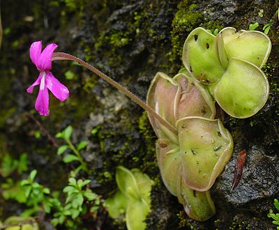 Pinguicula caudata