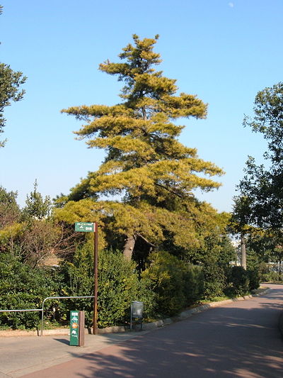 Pinus radiata